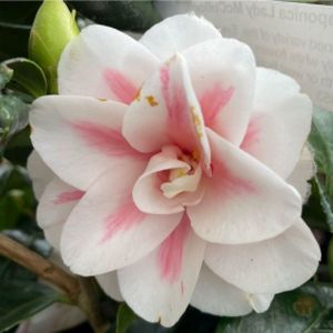 Camellia japonica 'Lady McCulloch' 3L